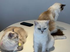 -怪兽屋·羊驼·猫咖·狗咖(俊华广场店)