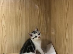 -屋虎猫馆(宝安大仟里店)