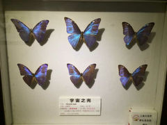 景点-上海大自然野生昆虫馆