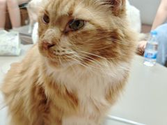 -MOCHA明星猫咖(田子坊店)