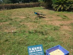 -老淳安—伴山伴湖(千岛湖开元度假村店)
