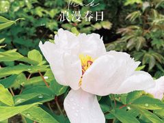 -龙华寺