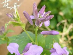 -呀路古热带植物园