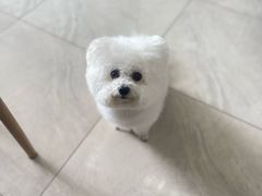 -福懋动物医院·犬猫全科·外科·重症科(杏林分院)