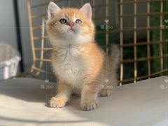 -喵zoo家庭繁育猫舍(尖东智能花园店)