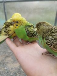 -萌宠亲子动物乐园(槐房万达店)