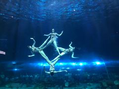 -华夏文旅海洋公园