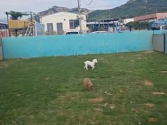 -趣玩宠物乐园寄养训犬训狗游泳池