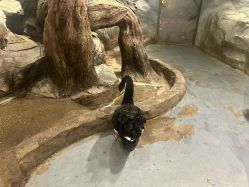 -Zoolung Zoolung动物主题公园(海信广场店)