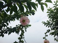 -曲江薰衣草庄园