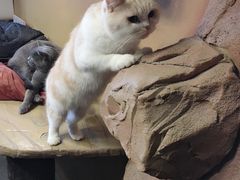-猫猫幼稚园·撸猫·桌游·电玩