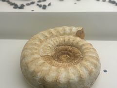 -青岛贝壳博物馆