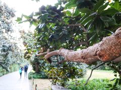 -西湖外事游船(花港观鱼码头)