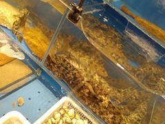 -添福来墨鱼饺子 · 海鲜东北菜(大连星海·黄浦路店)