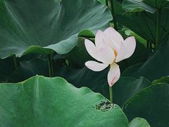 -梁鸿国家湿地公园