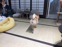 -逗柴咖啡屋·狗咖猫咖宠物桌游