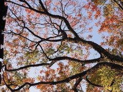 -八大山人梅湖景区