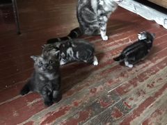 -纳吉亚猫专科动物诊疗中心(蒋宅口分院)