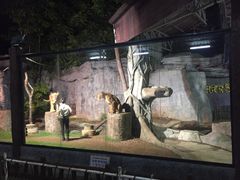 -清迈夜间动物园