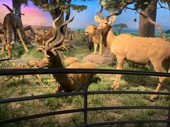 -国家自然博物馆