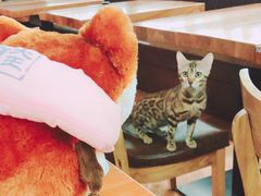 -猫小院猫主题餐厅(三里屯店)