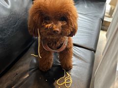 -百好乐宠物友好餐厅(朝外大街店)