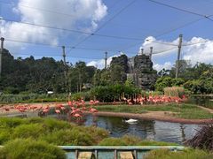 -新加坡飞禽公园