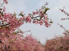 -上海辰山植物园