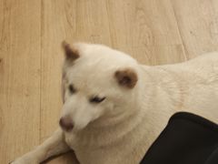 -柴の食堂·日式家庭料理·熊之肆(大学路店)