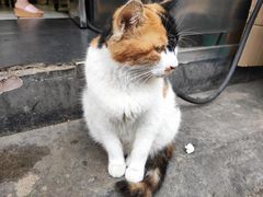 -清真李唯一优质肉丸糊辣汤