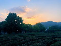 -九里云松·天香餐厅