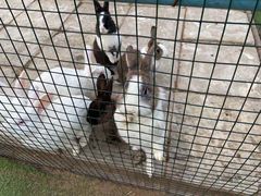 -南宫五洲植物乐园