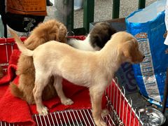 -桂林市花鸟市场