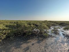 -北海金海湾红树林生态旅游区