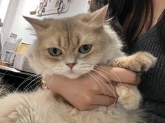 -琪喵猫屋·撸猫猫咖·猫舍
