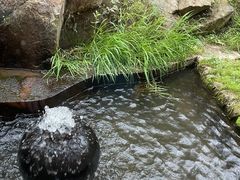 -Local泰莲庭(虹鳟鱼店)