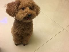 -严国平动物医院(德政总院)