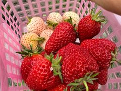 -田趣农庄草莓采摘园