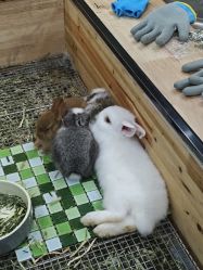-神奇动物撸宠馆·羊驼·小浣熊·异宠(豫园店)