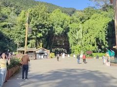-西双版纳原始森林公园
