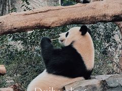 -成都大熊猫繁育研究基地