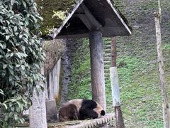 -中国大熊猫保护研究中心雅安碧峰峡基地