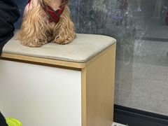 -瑞派康怡24h宠物医院·犬猫医疗中心·微创绝育(瑞景分院)