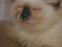 -楼上猫咖(罗湖店)