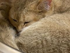 -楼上猫咖(罗湖店)