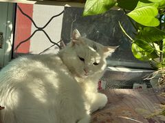 -达爱动物医院·犬猫分区·CT·复杂眼科(远洋山水分院)