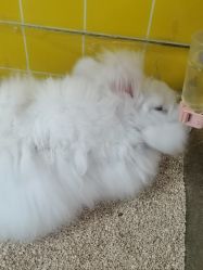 -神奇动物撸宠馆·羊驼·小浣熊·异宠(豫园店)