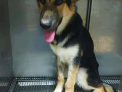 -小叮当动物医院·骨科·眼科