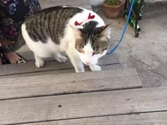 -海边的猫和咖啡馆