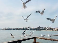 -青岛第二海水浴场